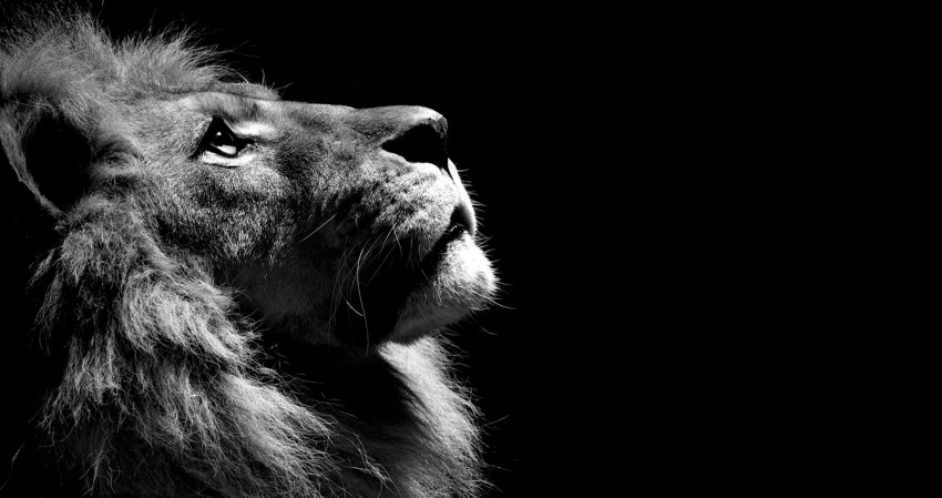4K Lion Black & White Picture Wallpaper Background