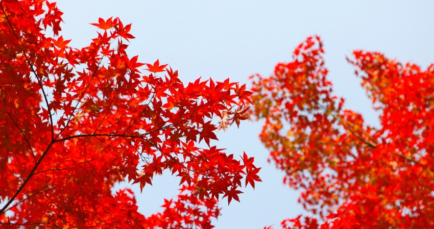 Autumn Red Leaves 4K Wallpaper