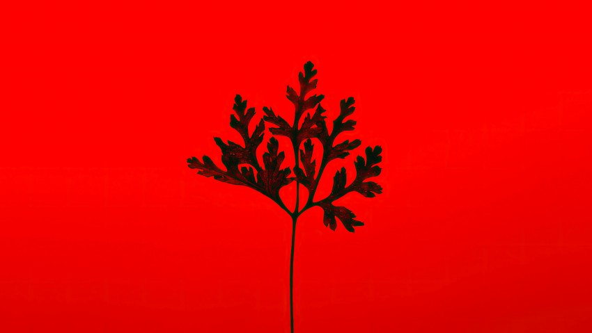Black Leaf In Red Background 5K Wallpaper