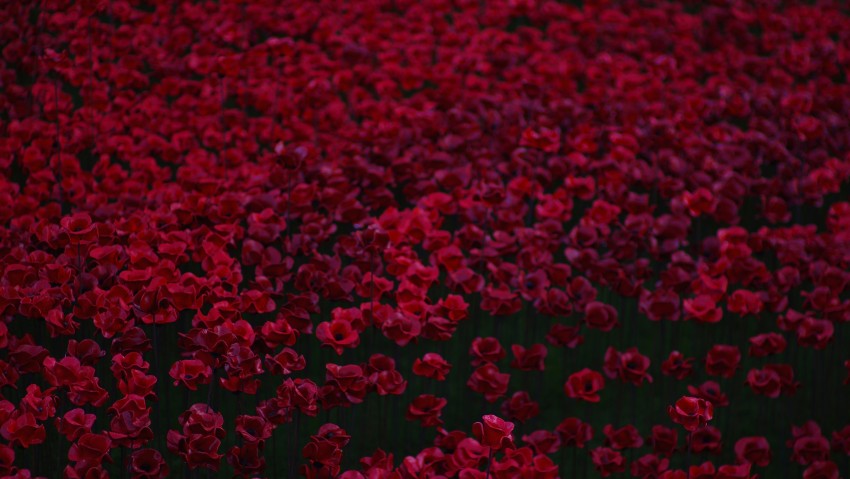 Red Flowers 5K Wallpaper Background