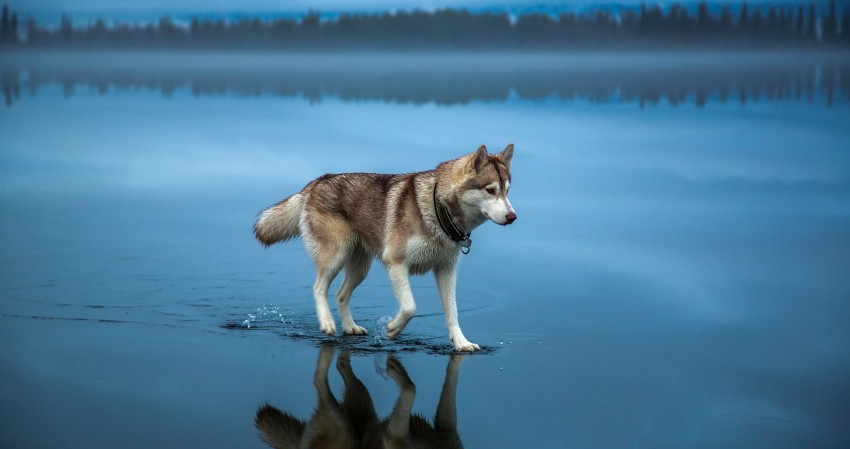 Siberian Husky Wolf Animal 4K Wallpaper