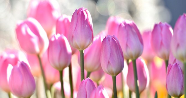 Pink Tulips Flowers 4K Wallpaper