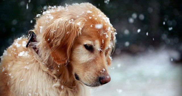 Lonely Sad Snow Dog 4K Wallpaper
