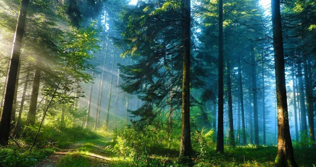 Forest Road Nature 4K Wallpaper
