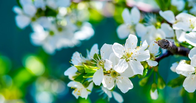 White Flowering Flowers 4K Wallpaper