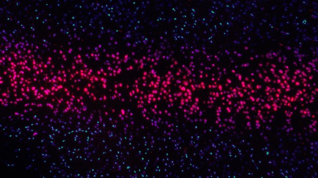 Neon Round Particles 8K Background