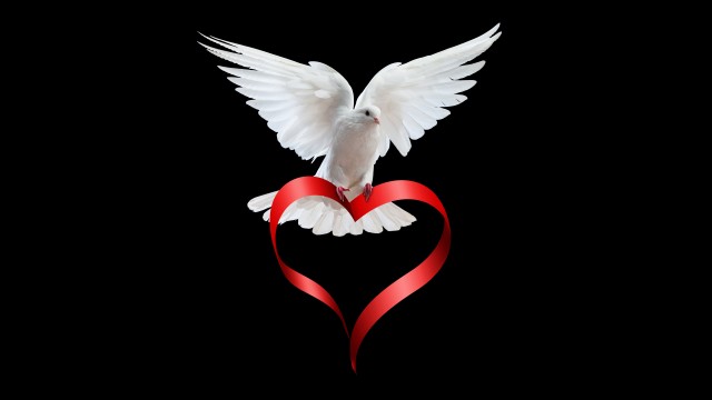 Pigeon Loves 5K Background
